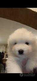 Cuccioli di samoiedo