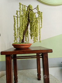 Bonsai di salice