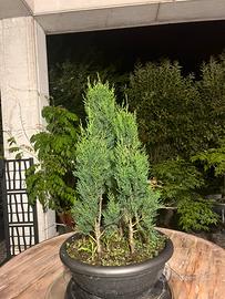 Bonsai bosco di cipressi