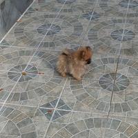 Cuccioli di Spitz di Pomerania