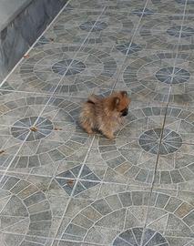 Cuccioli di Spitz di Pomerania