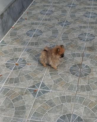 Cuccioli di Spitz di Pomerania