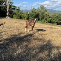 Puledra paint horse