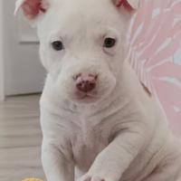 Pitbull Blue nose