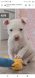 Pitbull Blue nose