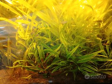 pianta acquario higropyla polisperma