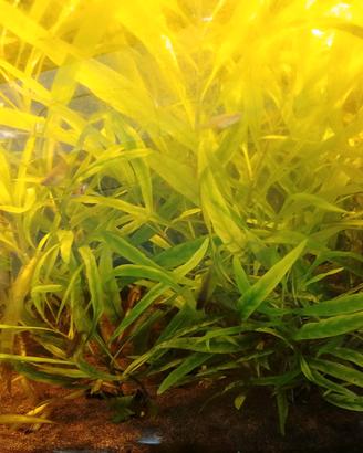 pianta acquario higropyla polisperma