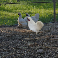 Coppia gallina e gallo moroseta
