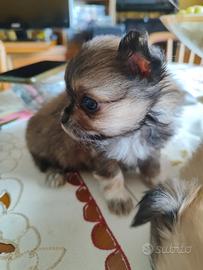 Cuccioli toy spitz pomeriana