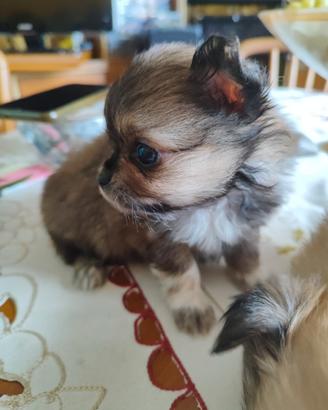 Cuccioli toy spitz pomeriana