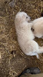 Cucciolo pastore maremmano originale