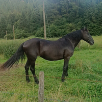 Cavalla murgese fattrice