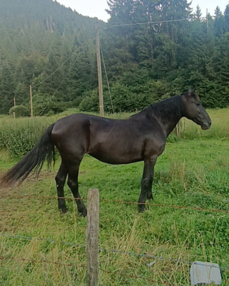 Cavalla murgese fattrice