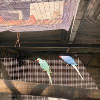 Coppia parrocchetti dal collare