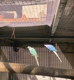 Coppia parrocchetti dal collare