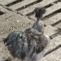 Gallo Moroseta collonudo