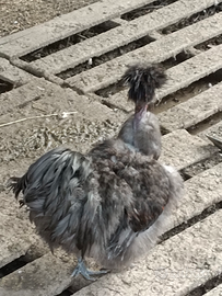 Gallo Moroseta collonudo