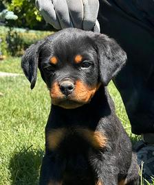 Cucciola Rottweiler