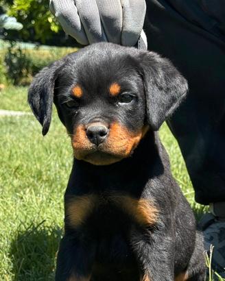 Cucciola Rottweiler