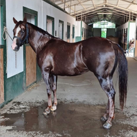 Cavalla Appaloosa