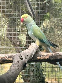 Pappagallo parrocchetto dal collare