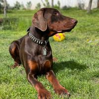 Dobermann monte