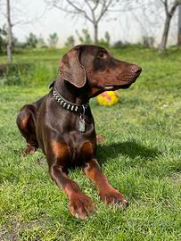 Dobermann monte