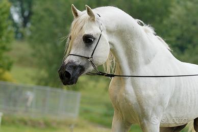 Cavallo arabo