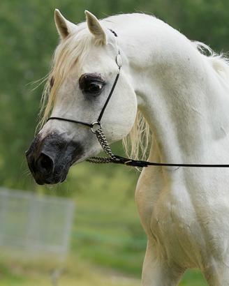 Cavallo arabo