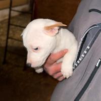 Vendita cuccio jack russel