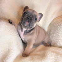 Cuccioli bulldog francese esotici