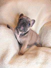Cuccioli bulldog francese esotici
