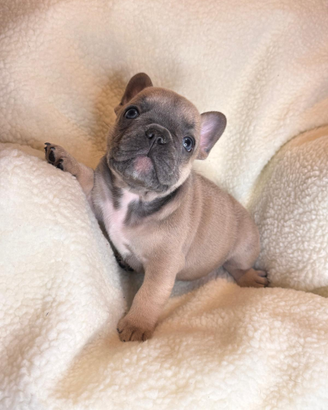 Cuccioli bulldog francese esotici
