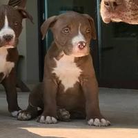 American pitbull