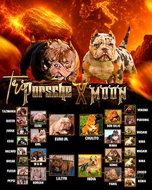 American bully micro