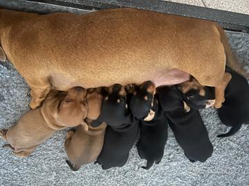 Cuccioli bassotto Tedesco nano e Kaninchen