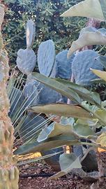 Opuntia fico d'india  pale 
