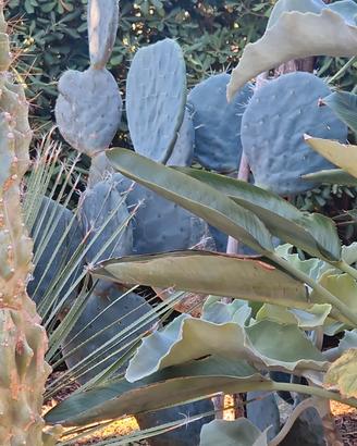 Opuntia fico d'india  pale 