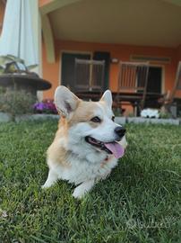 Corgi Pembroke per monta