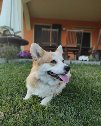 Corgi Pembroke per monta