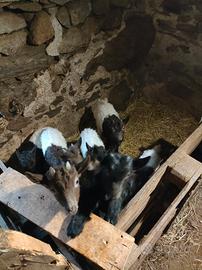 Capretti razza vallesana