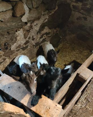 Capretti razza vallesana