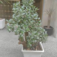 pianta grassa crassula