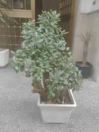 pianta grassa crassula