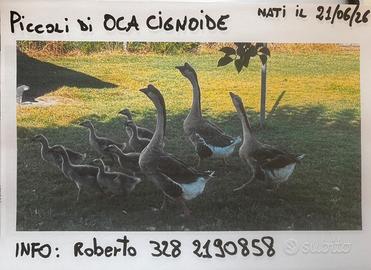 Oca cigno