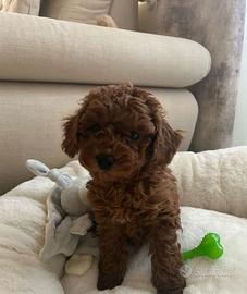 Barboncino femmina mini e toy