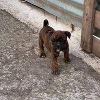 American Bully poket