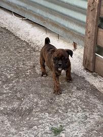 American Bully poket