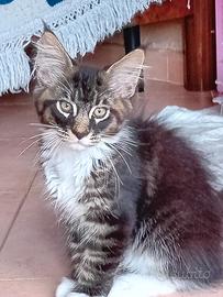 Cuccioli Maine Coon