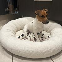 Ultimi 2 jack Russell